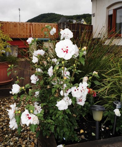 Haus Moselblick Hatzenport Mosel, Hibiskusblüte auf unserer Terrasse